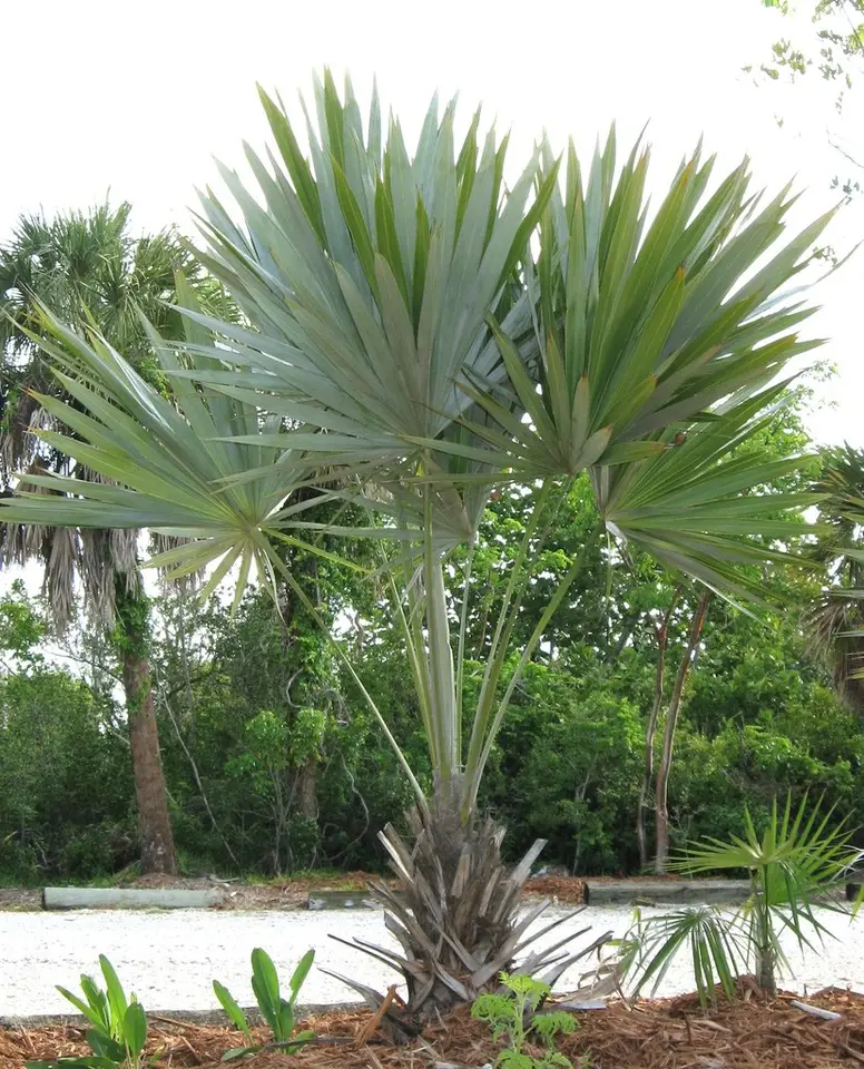 Key Thatch Palm (Leucothrinax morrisii)