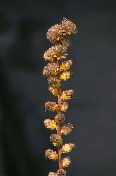 Rough Blazing Star (Liatris aspera)