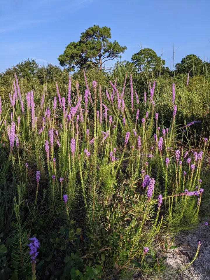 Chapman's Blazing Star (Liatris chapmanii)