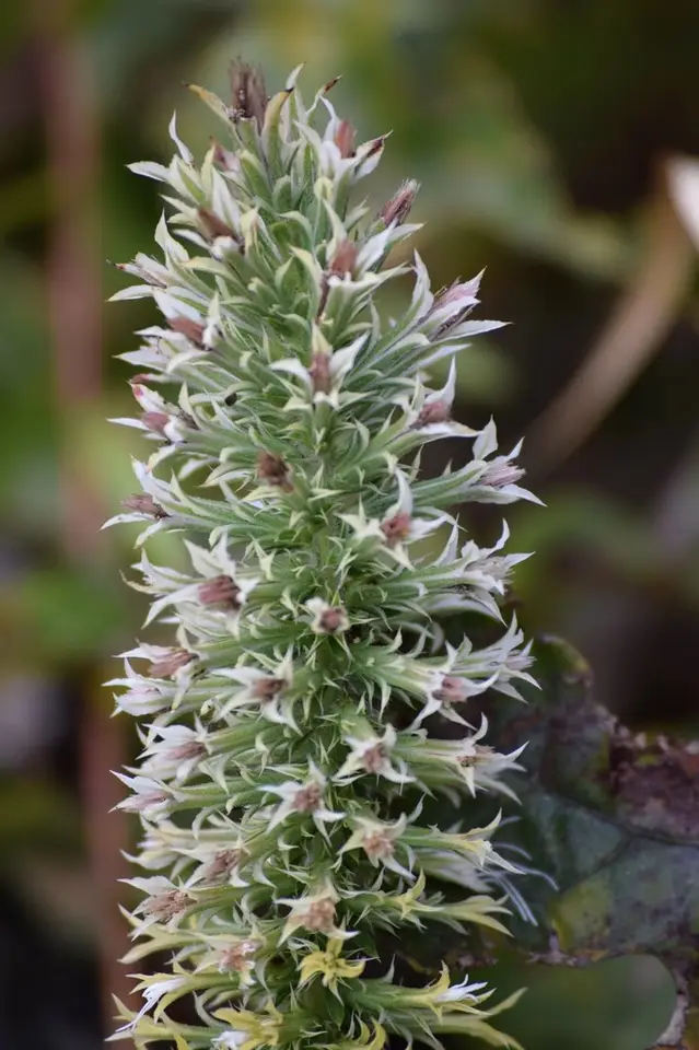 Elegant Gayfeather (Liatris elegans)