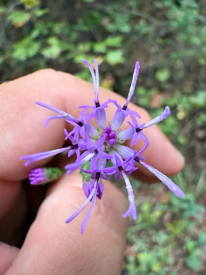 Shaggy Blazing Star (Liatris elegantula)