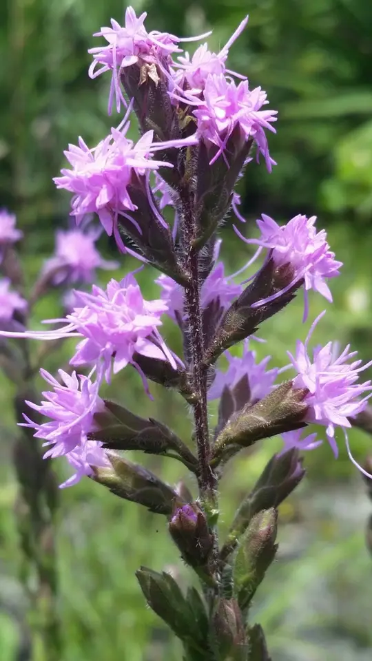 Garber's Blazing Star (Liatris garberi)