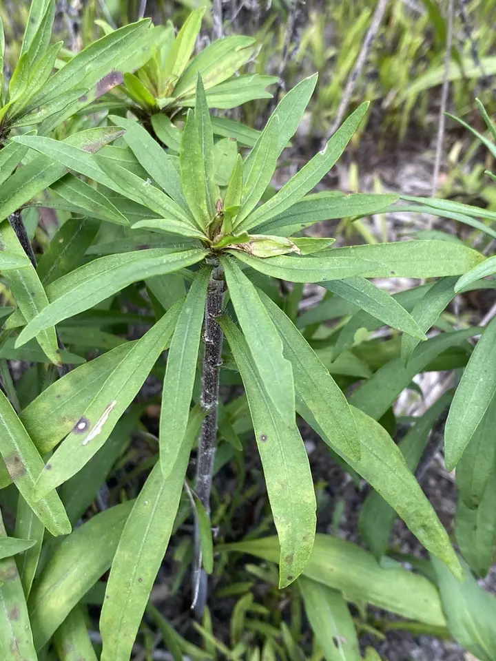 Gholson's Blazing Star (Liatris gholsonii)
