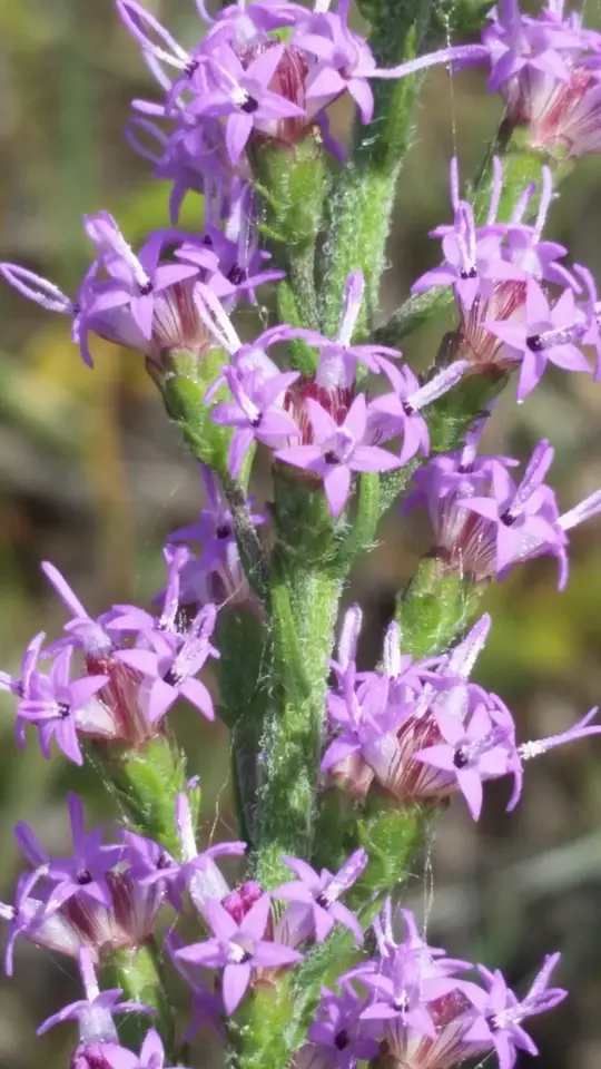 Slender Blazing-Star (Liatris gracilis)