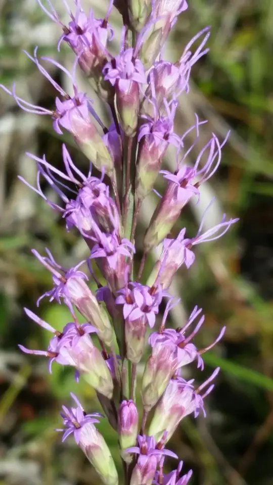 Clusterleaf Blazing Star (Liatris laevigata)