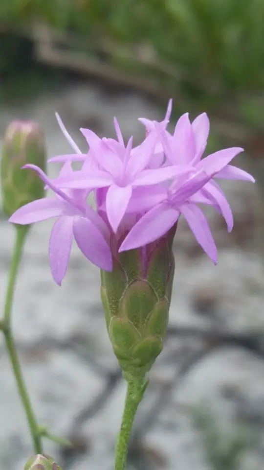 Florida Blazing Star (Liatris ohlingerae)