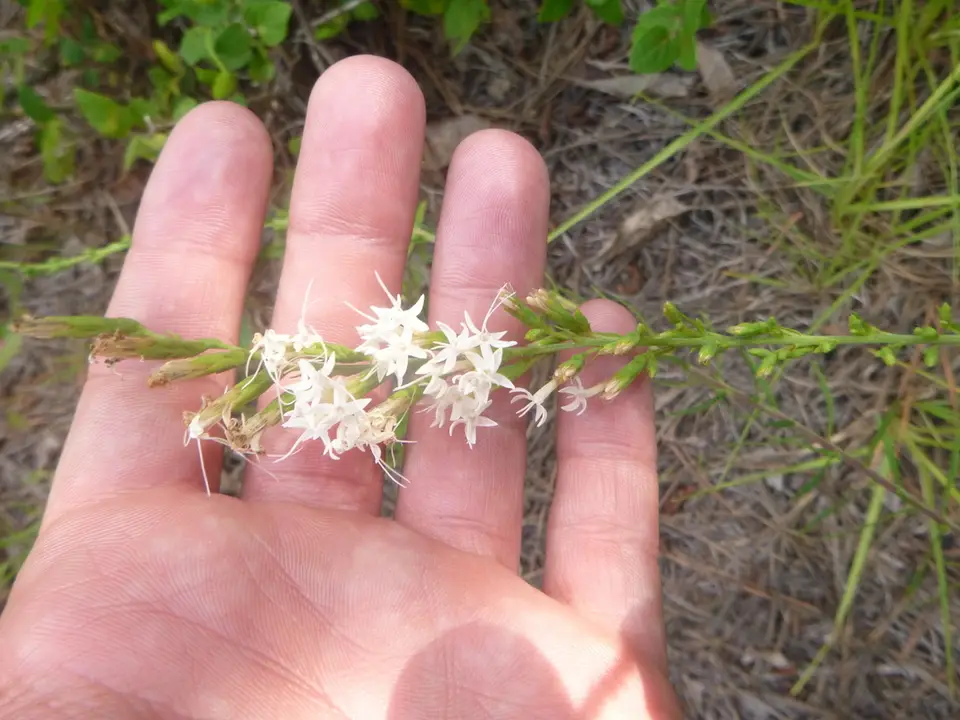 Fewflower Blazing Star (Liatris pauciflora)