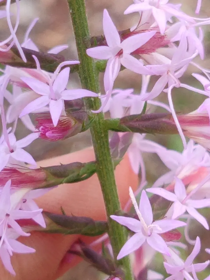 Godfrey's Blazing Star (Liatris provincialis)
