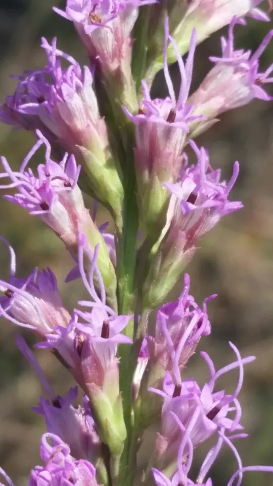 Shortleaf Gayfeather (Liatris quadriflora)