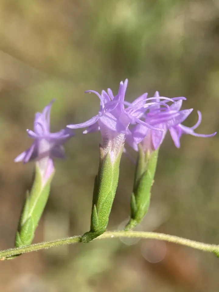 Sandhill Blazing Star (Liatris secunda)