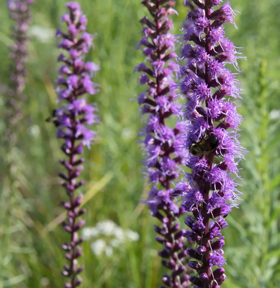 Dense Blazing Star (Liatris spicata)