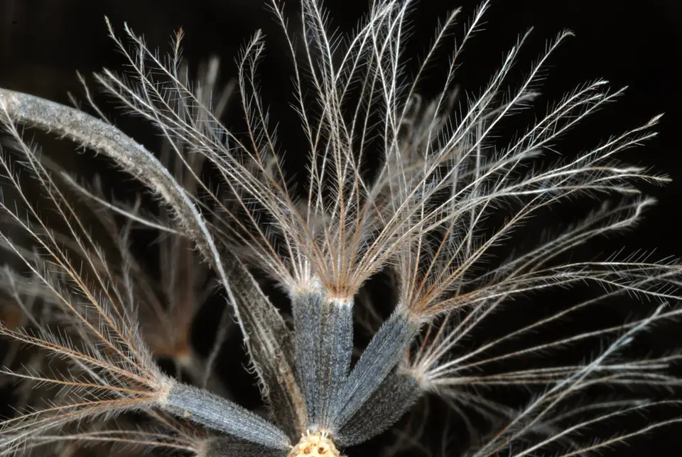 Scaly Blazing Star (Liatris squarrosa)