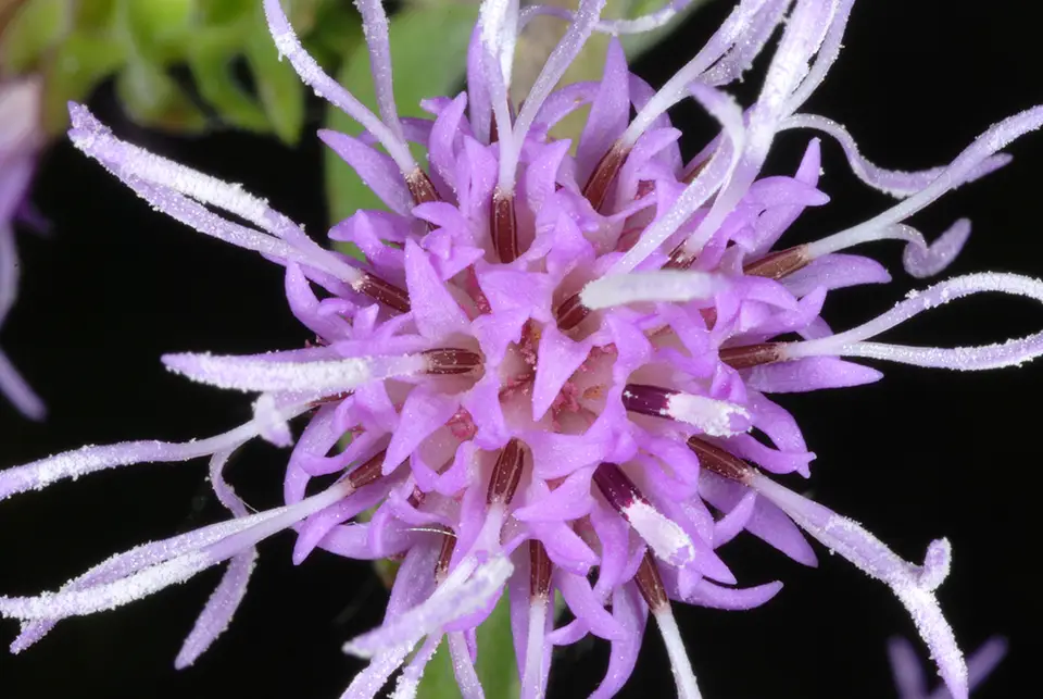 Appalachian Blazing Star (Liatris squarrulosa)