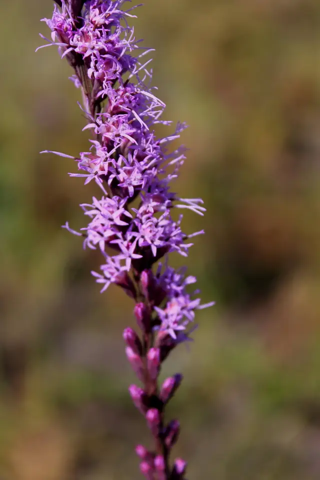 Shortleaf Blazing Star (Liatris tenuifolia)