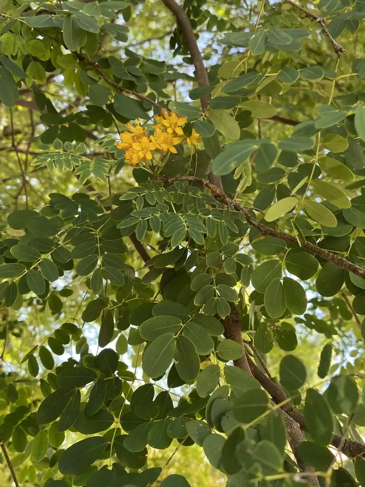 Libidibia punctata (Libidibia punctata)