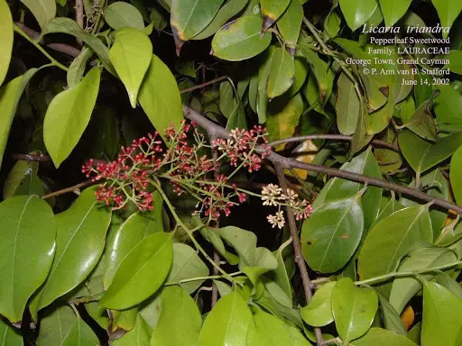 Pepperleaf Sweetwood (Licaria triandra)
