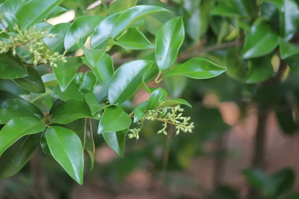 Wax-Leaf Ligustrum (Ligustrum japonicum)