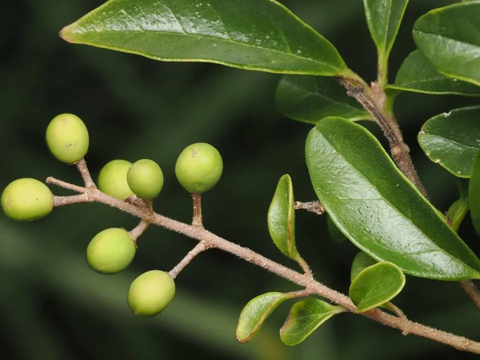 Chinese Privet (Ligustrum sinense)