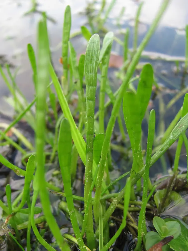 Carolina Grasswort (Lilaeopsis carolinensis)