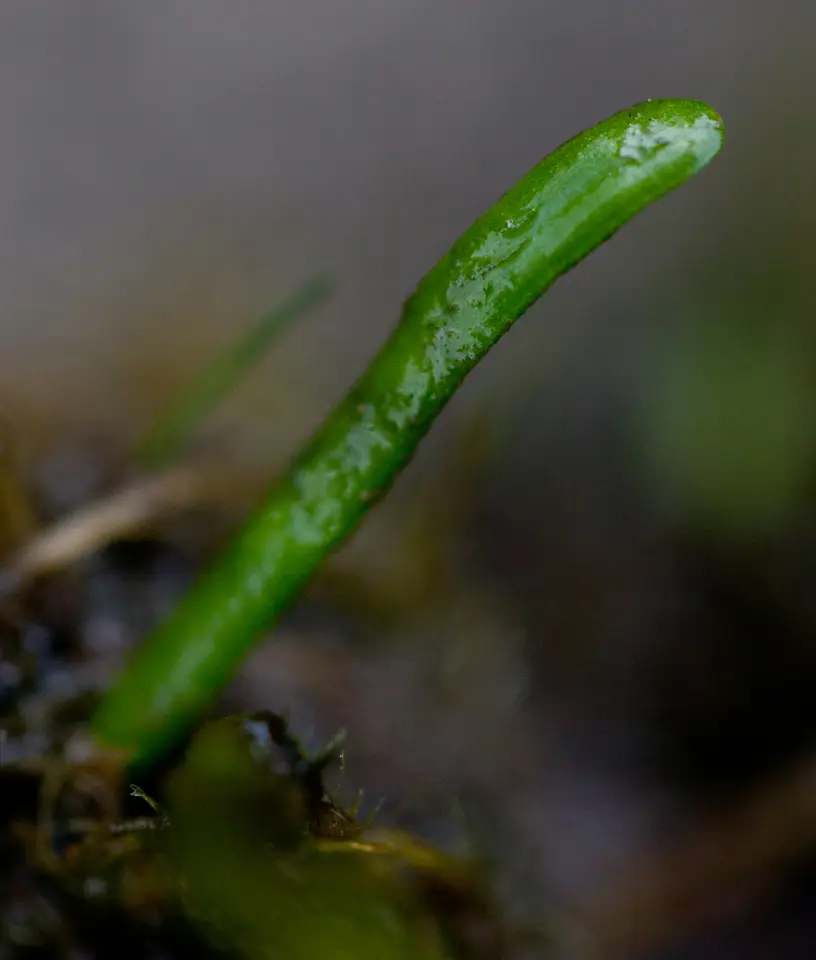 Eastern Lilaeopsis (Lilaeopsis chinensis)