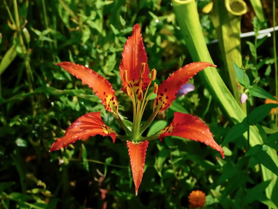 Pine Lily (Lilium catesbaei)