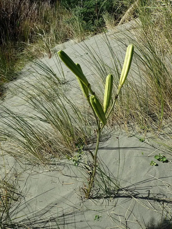 Formosa Lily (Lilium formosanum)