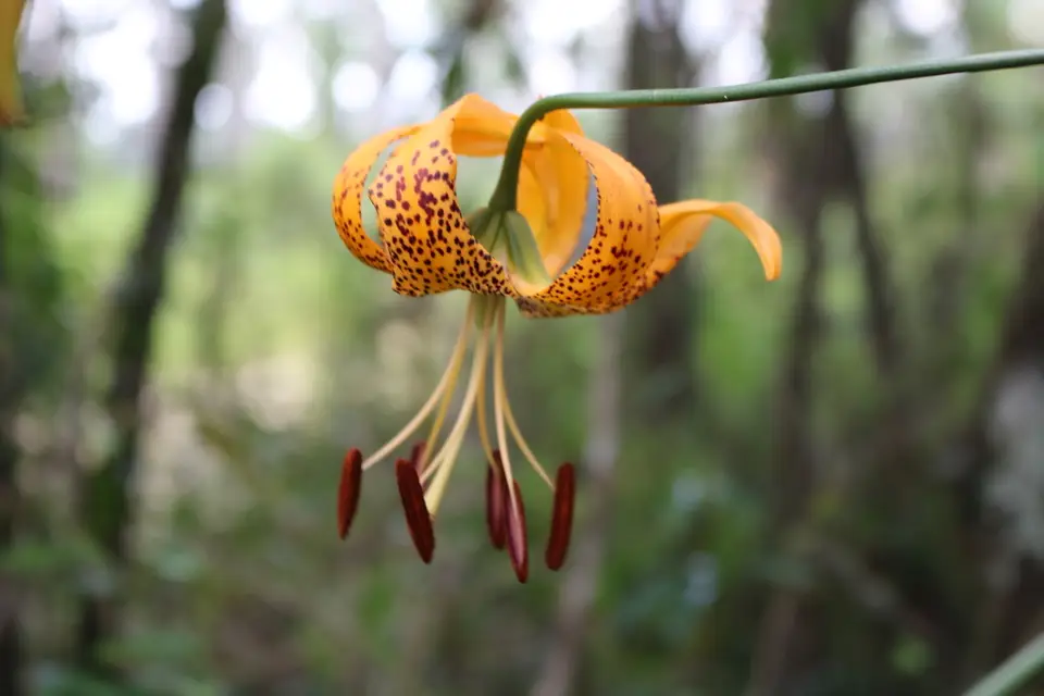 Pot-Of-Gold Lily (Lilium iridollae)