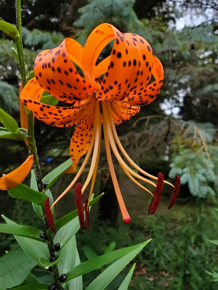 Tiger Lily (Lilium lancifolium)