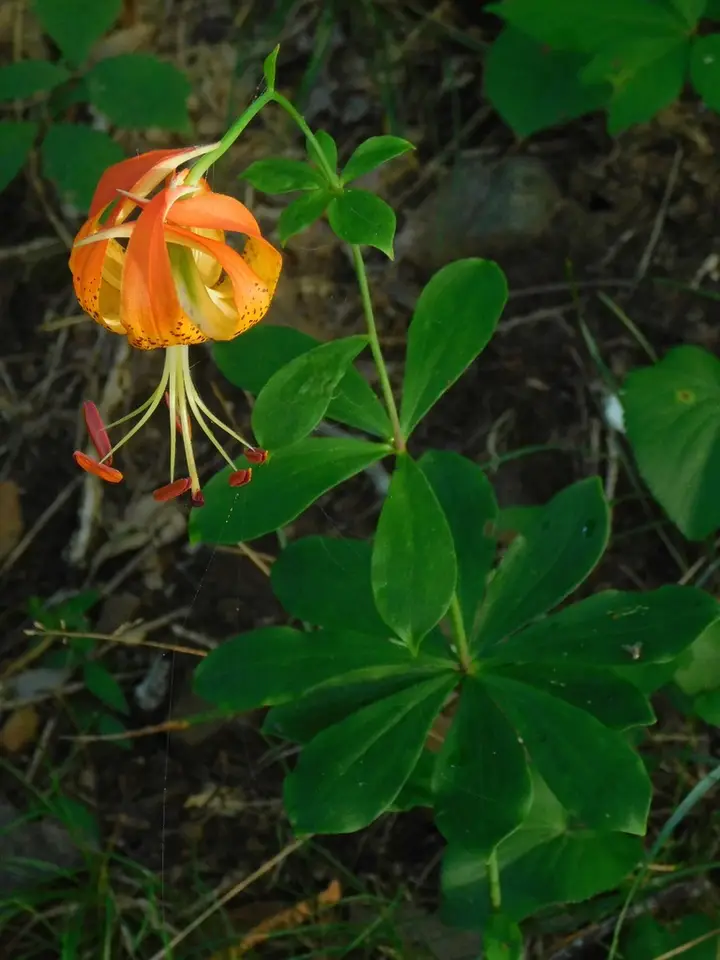 Carolina Lily (Lilium michauxii)