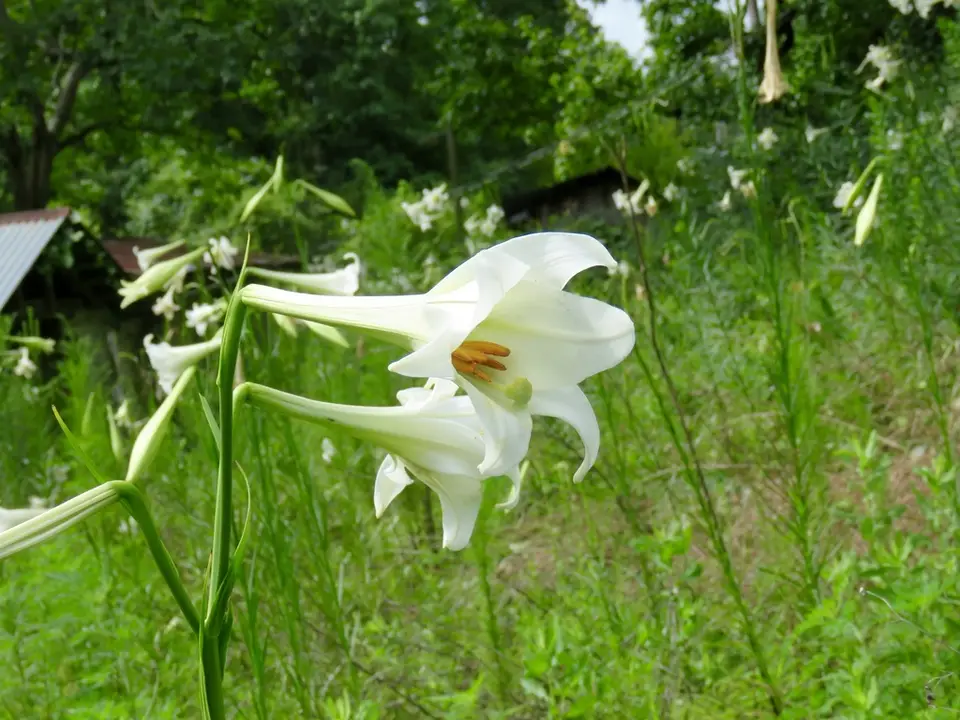 Benguet Lily (Lilium philippinense)