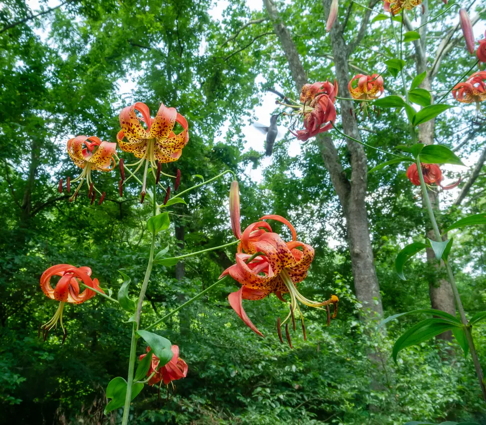 Turk's-Cap Lily (Lilium superbum)