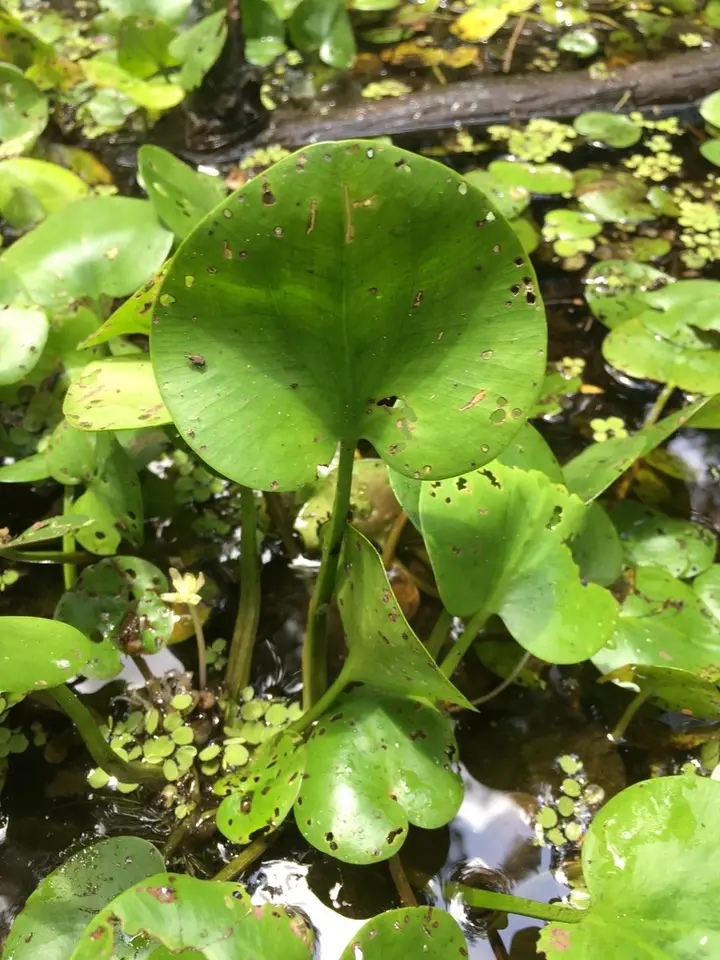 American Frogbit (Limnobium spongia)