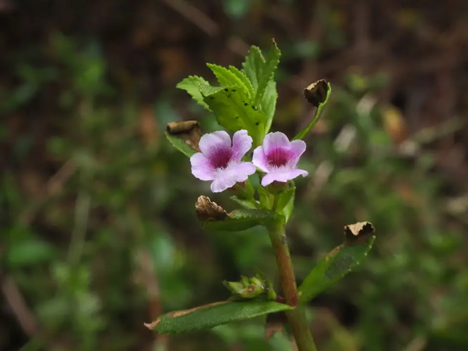 Rice Paddy Herb (Limnophila aromatica)