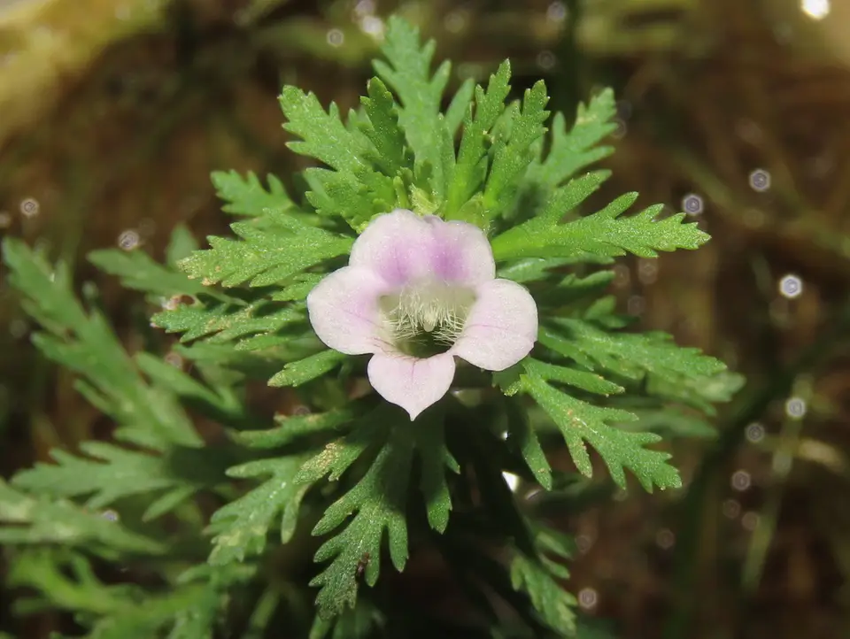 Sessile Marshweed (Limnophila sessiliflora)