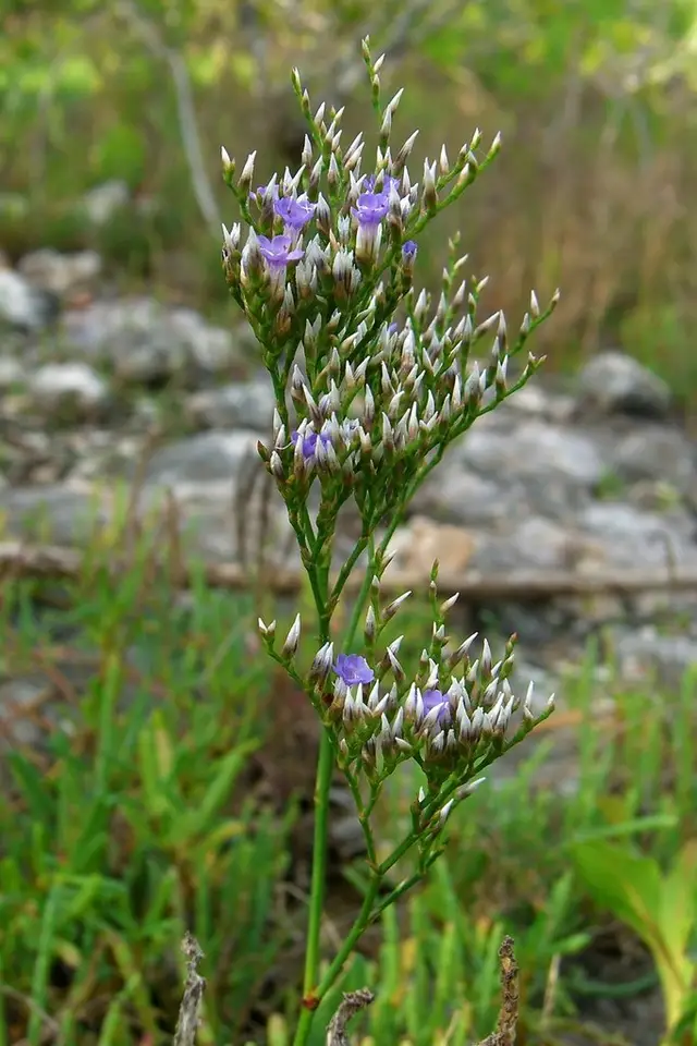 Carolina Sea Lavender (Limonium carolinianum)