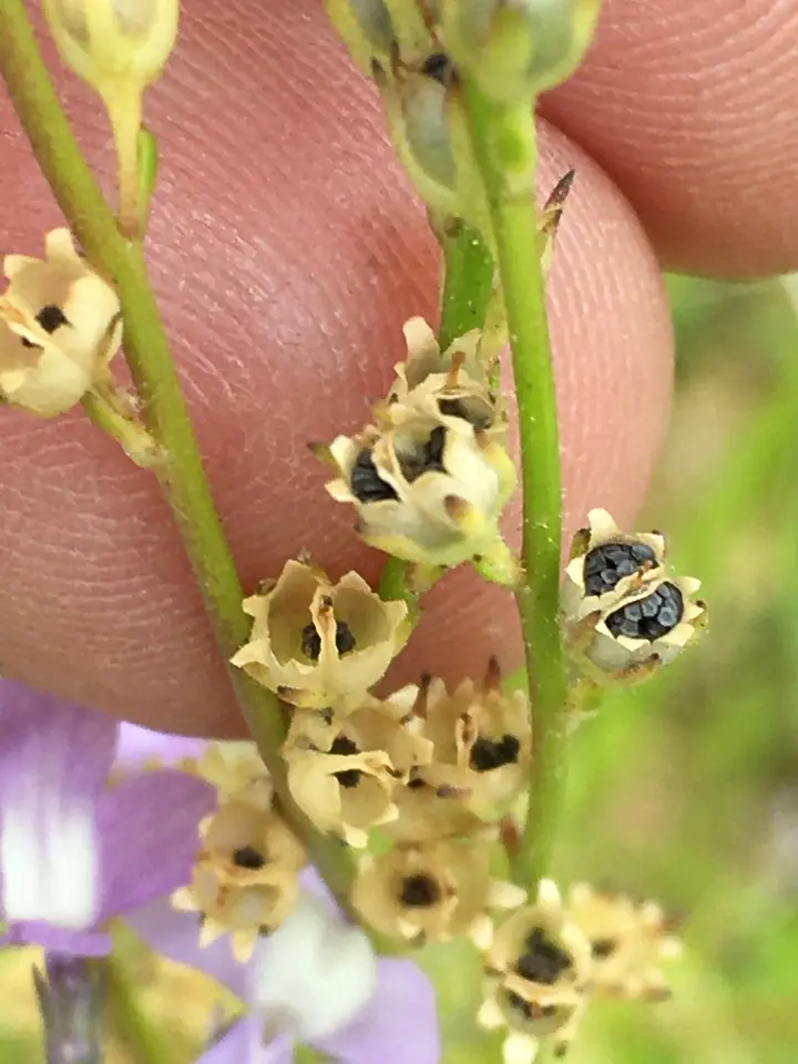Canada Toadflax (Linaria canadensis)