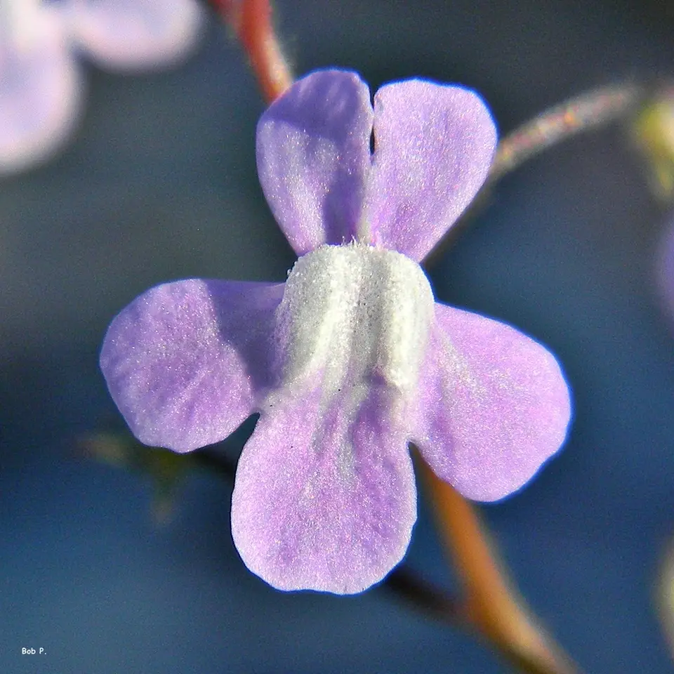 Florida Toadflax (Linaria floridana)