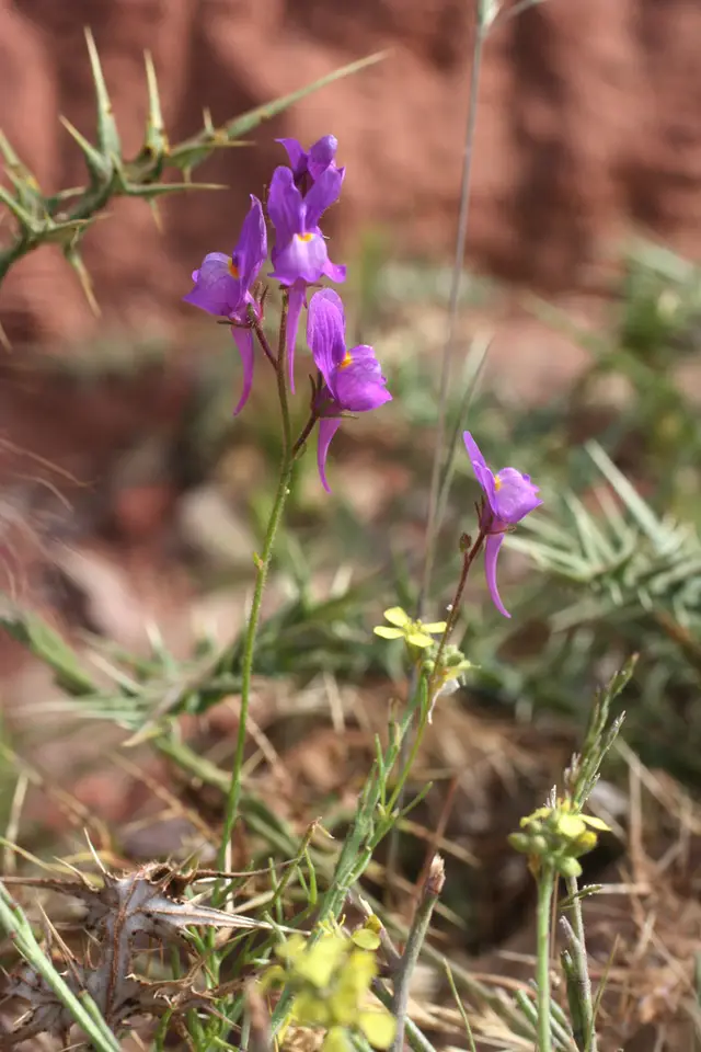 Annual Toadflax (Linaria maroccana)