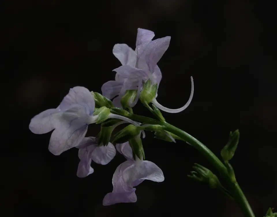 Texas Toadflax (Linaria texana)
