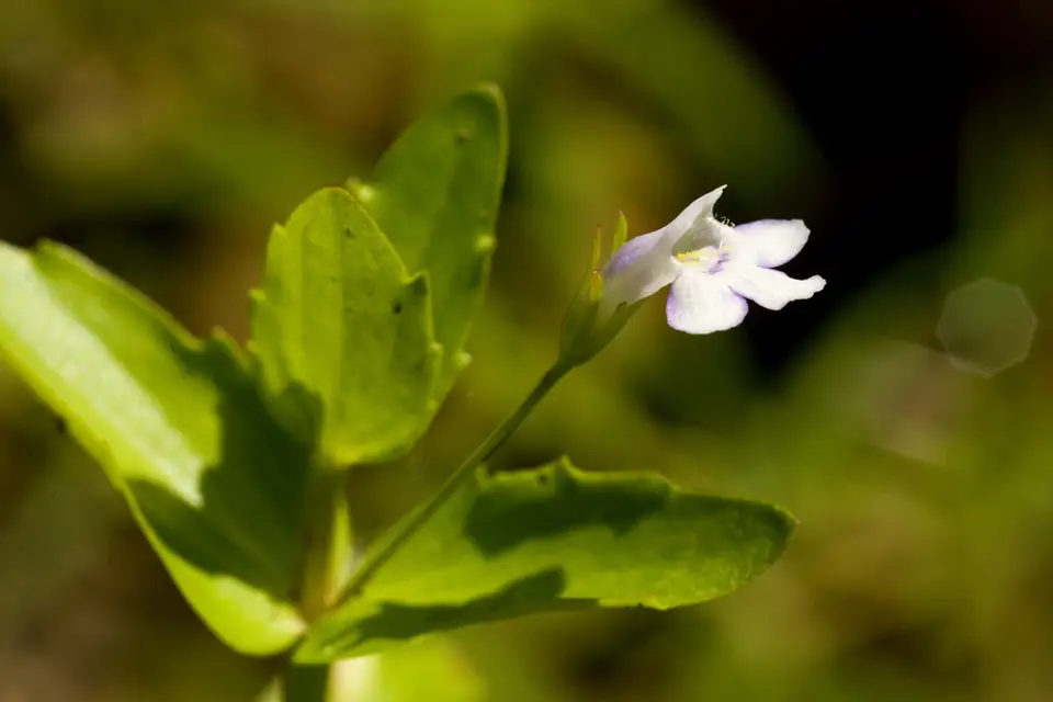 Yellowseed False Pimpernel (Lindernia dubia)