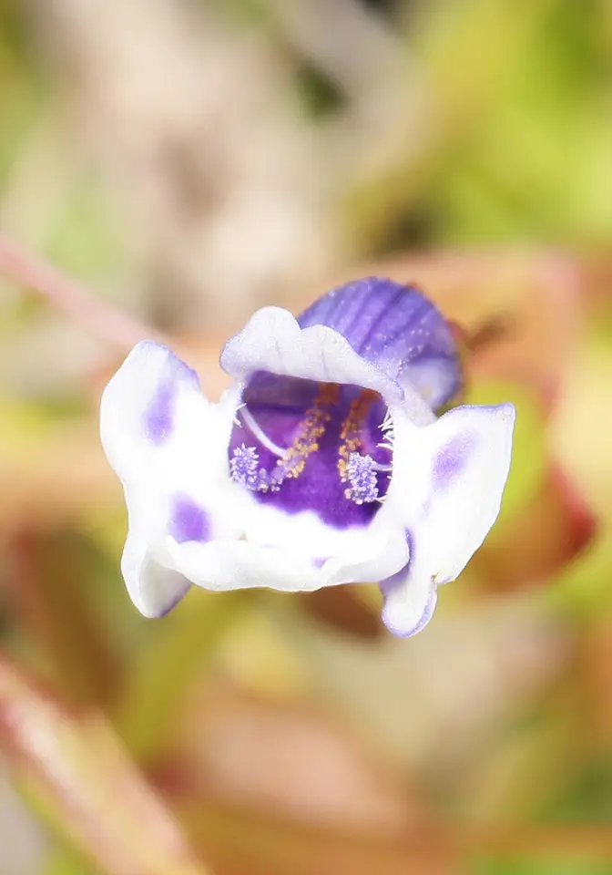Savannah False Pimpernel (Lindernia grandiflora)