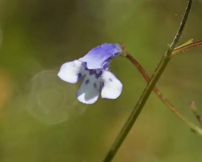 Flatrock Pimpernel (Lindernia monticola)