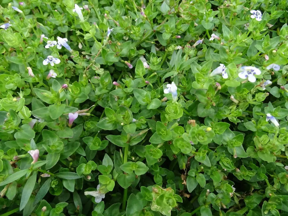 Roundleaf Lindernia (Lindernia rotundifolia)