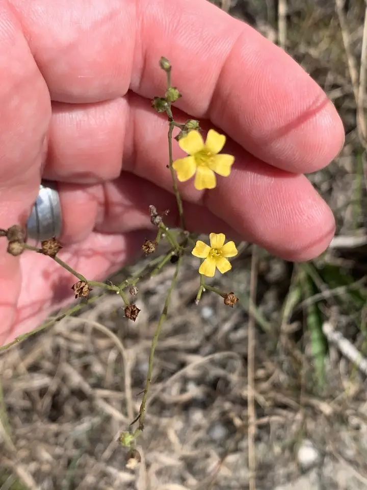 Sand Flax (Linum arenicola)