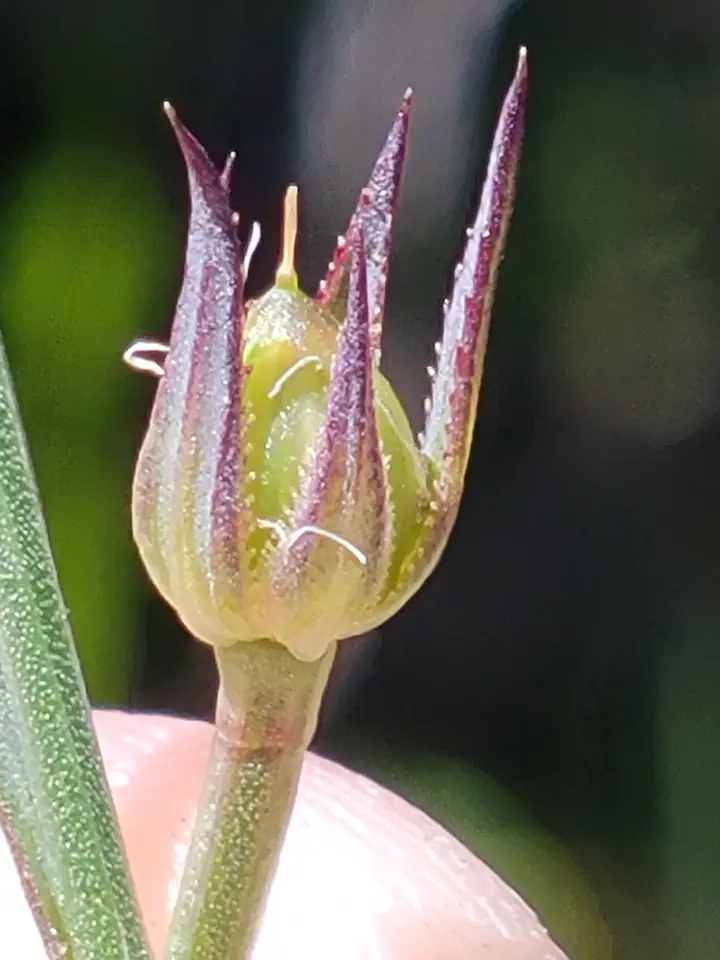 Carter's Flax (Linum carteri)