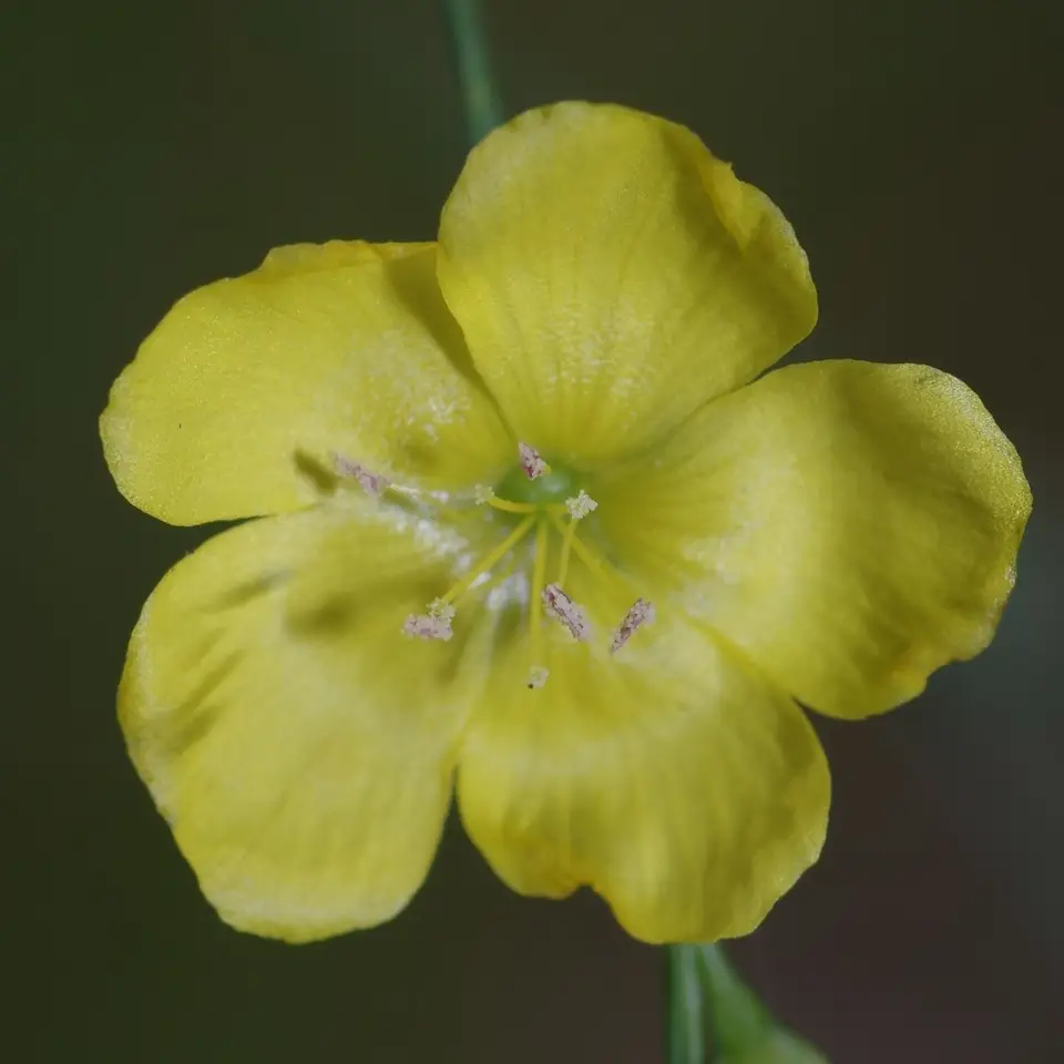 Florida Yellow Flax (Linum floridanum)