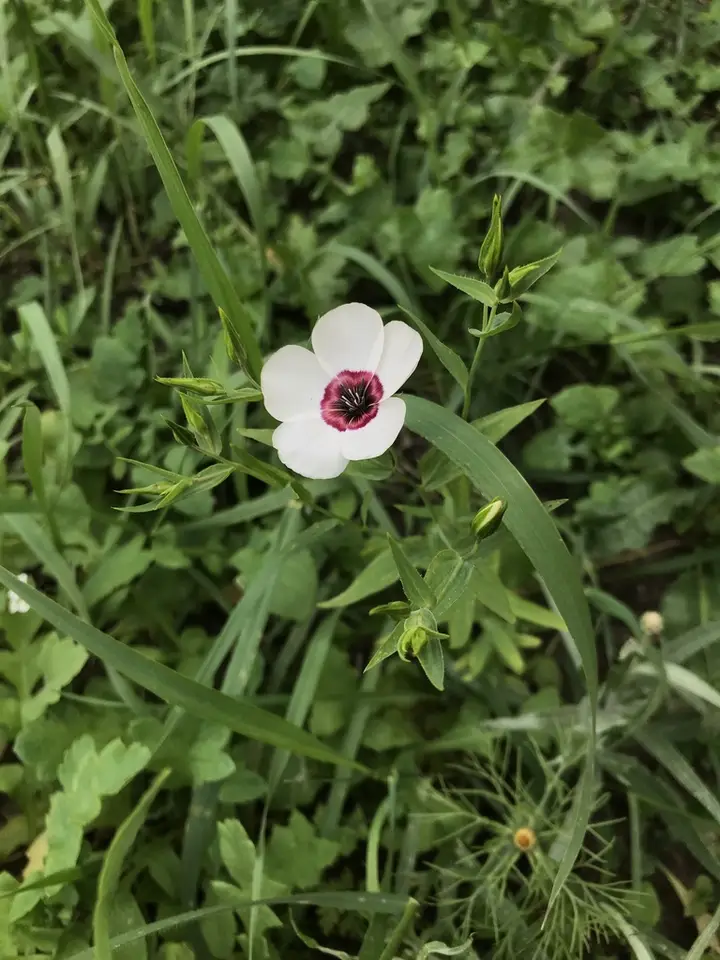 Scarlet Flax (Linum grandiflorum)