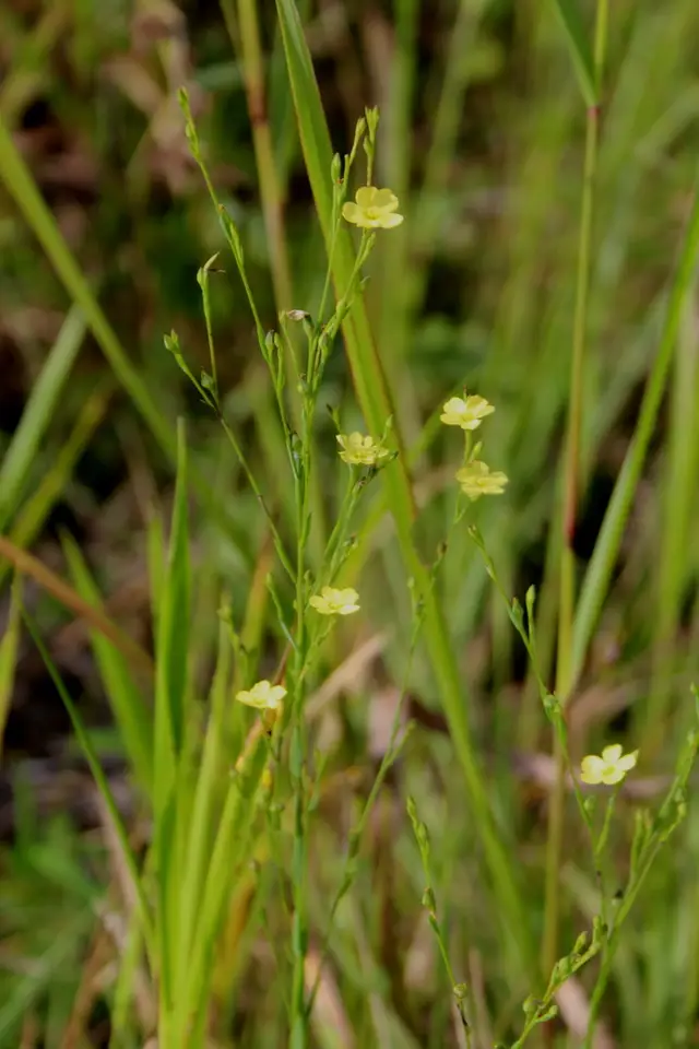 Stiff Yellow Flax (Linum medium)