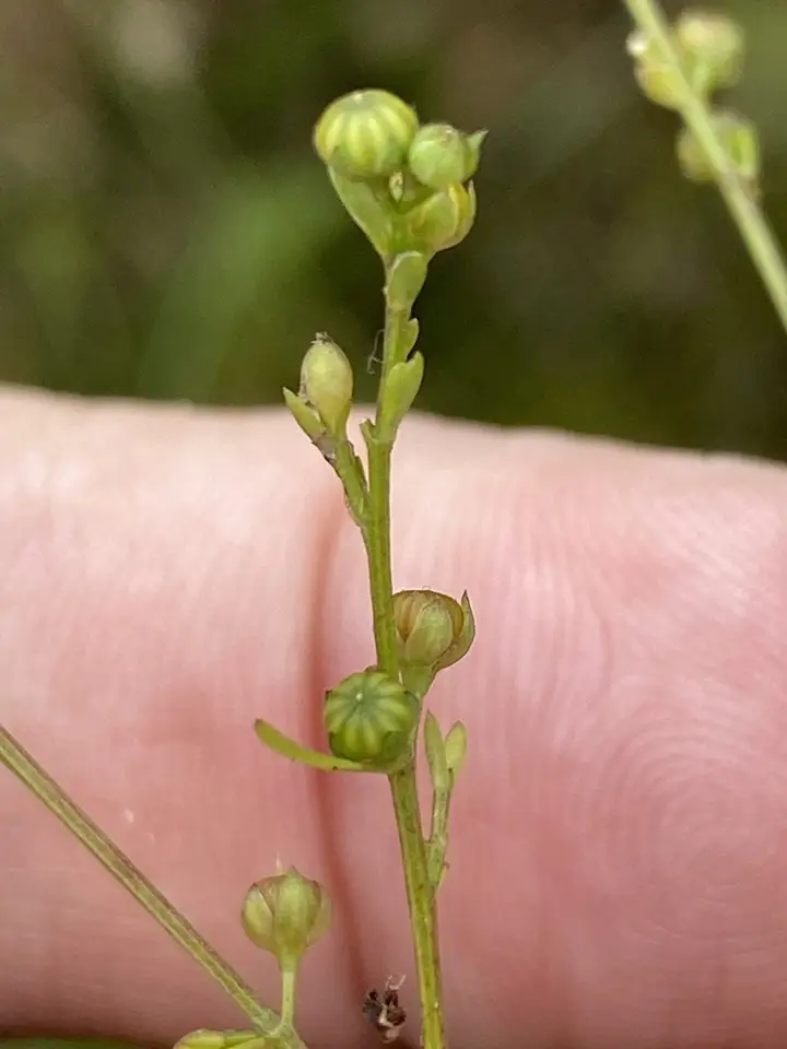 Ridged Yellow Flax (Linum striatum)