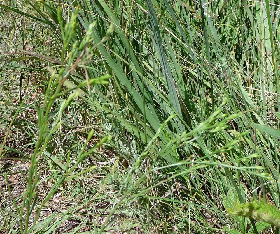 Grooved Yellow Flax (Linum sulcatum)